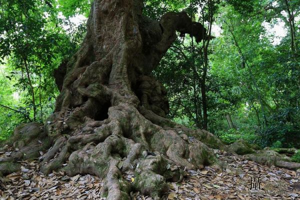 江門圭峰山風景區，聽說那里有好多古樹，你去過嗎？聽說那里還有好多珍稀植物，你去過嗎？
