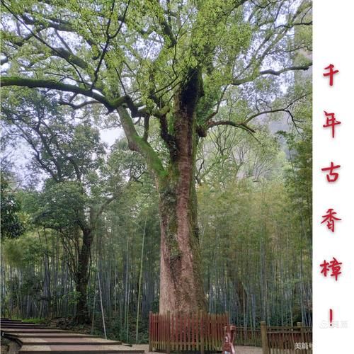 江門圭峰山風景區，聽說那里有好多古樹，你去過嗎？聽說那里還有好多珍稀植物，你去過嗎？