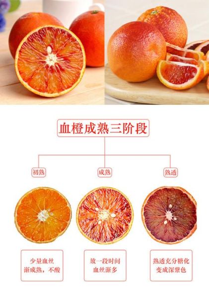 塔羅科血橙簡介( 你知道它有哪些品種嗎)