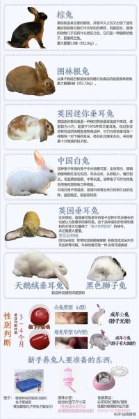 兔子的特點和生活特征(它們住的地方干凈嗎)