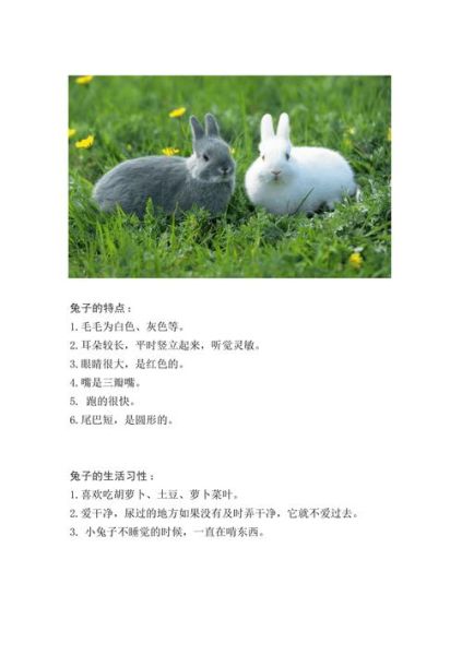 兔子的特點和生活特征(它們住的地方干凈嗎)