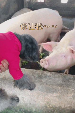向往的生活豬(為何都對(duì)豬肉如此癡迷)