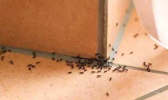 螞蟻生活環境( 是不是像我們一樣有臥室、廚房)