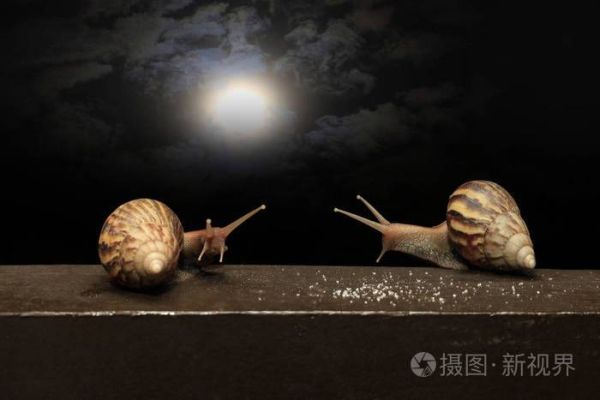 蝸牛生活環境( 蝸牛為什么喜歡晚上出來活動)