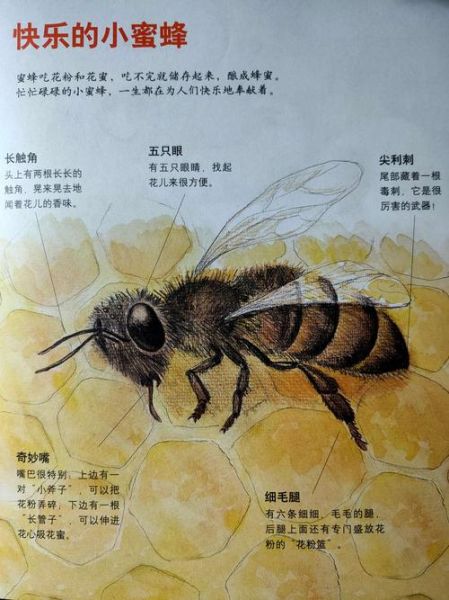 蜜蜂的生活環(它們是如何幫助人類的)