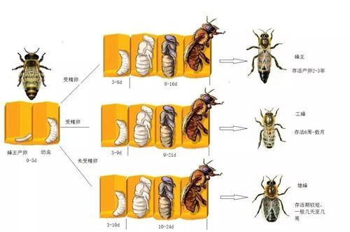 蜜蜂的生活環(它們是如何幫助人類的)