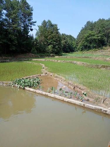表達在農村生活的說說(田園牧歌還是自給自足)